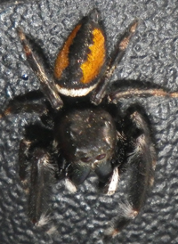 Bright Jumper